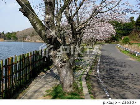 湖畔の桜並木 236307