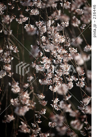 さくら咲く 236446