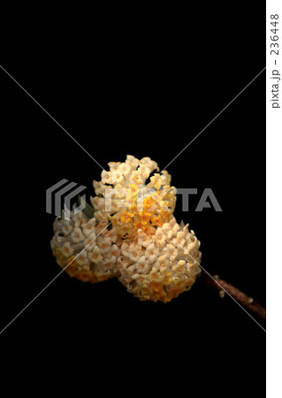 みつまたの花 236448