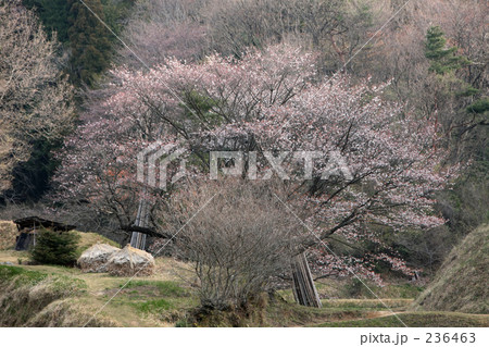 一本桜 236463