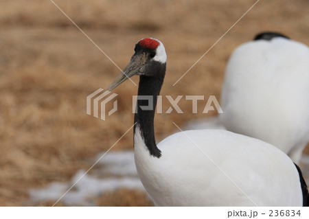 タンチョウ 236834