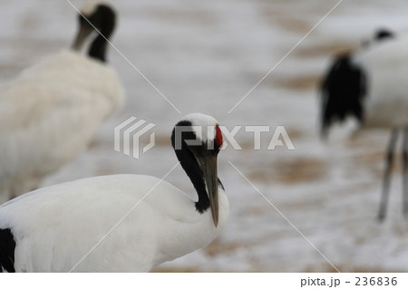 タンチョウ 236836