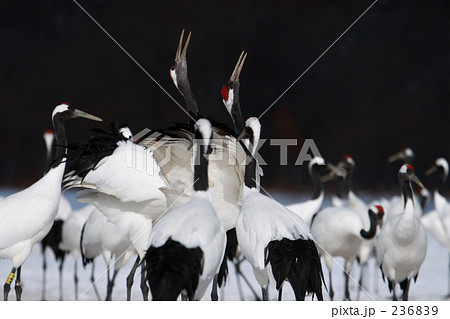 タンチョウ 236839