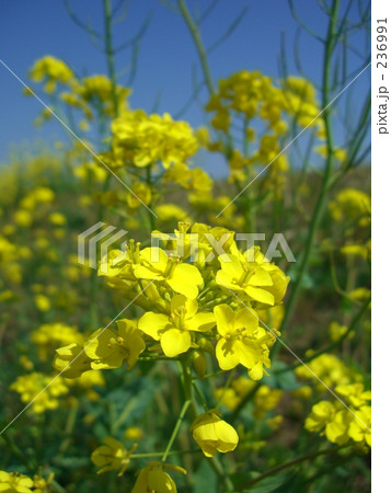 菜の花 236991