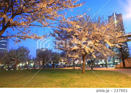 みなとみらいの夜桜 237601