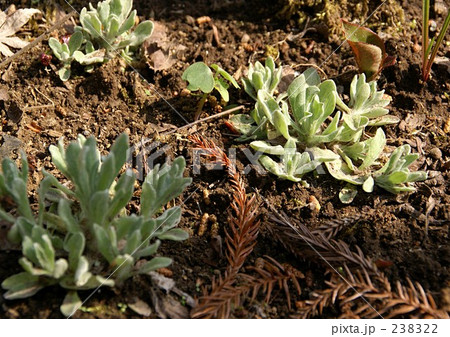 ハハコグサの若葉 ハハコグサの若葉 238322