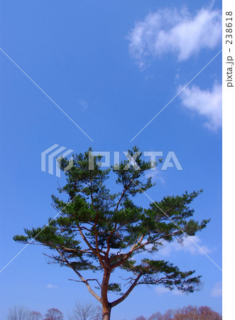 青空と赤松 青空と赤松 238618