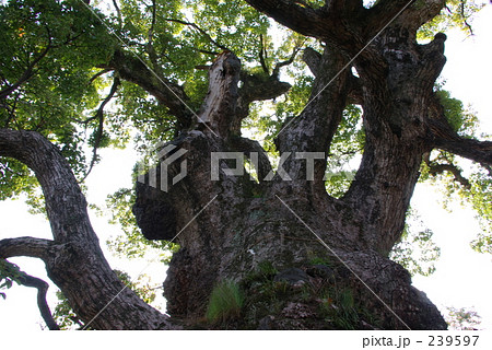 くすのき くすのき 239597