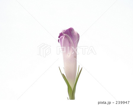 アサガオ　つぼみ 239947