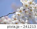 桜 241213