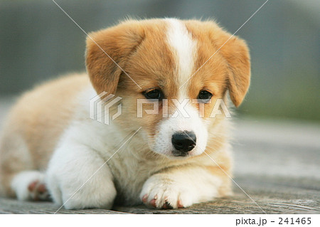 子犬 雑種 仔犬の写真素材