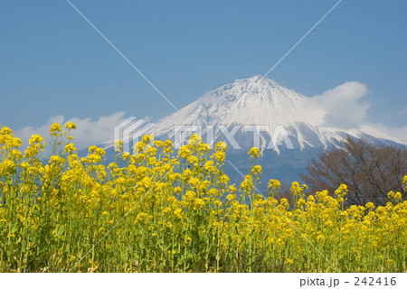 富士山と菜の花 242416