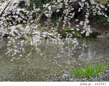 散り桜 242447