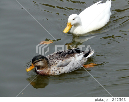 水鳥 242568