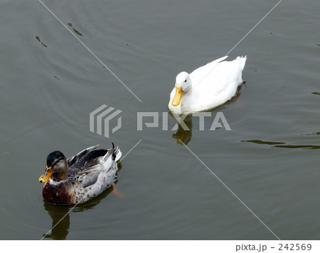 水鳥 242569