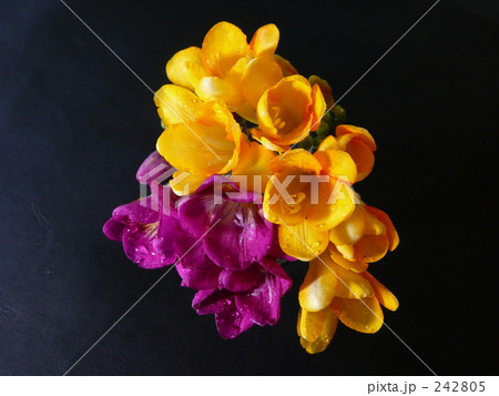 フリージア フリージア 242805