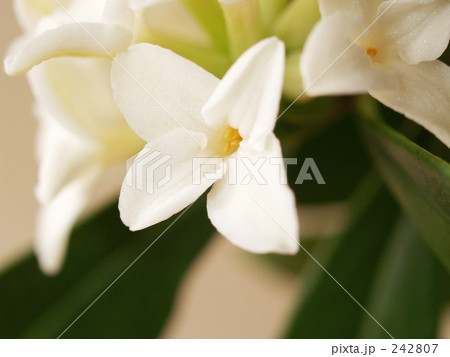 沈丁花の白い花 242807