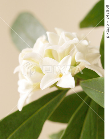 香り高い春 242809