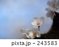 桜 -2- 243583