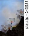 桜 -1- 243588