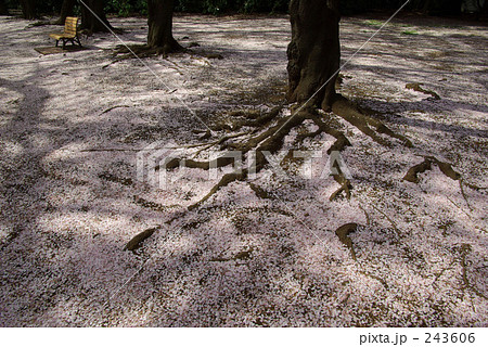 散桜 -1- 243606