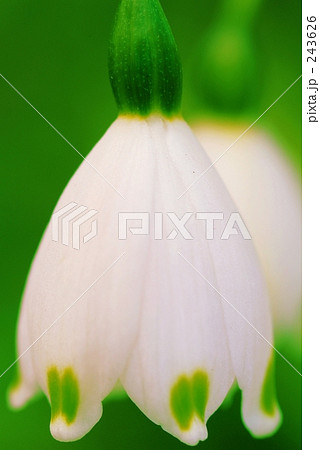 スノーフレーク 243626