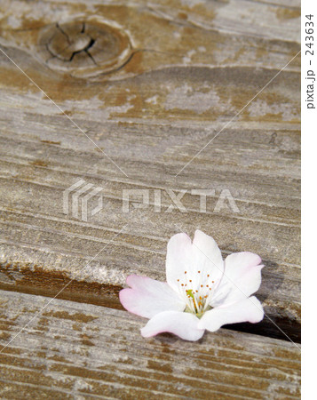 春の一輪 春の一輪 243634