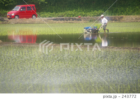 田植えの時期 田植えの時期 243772