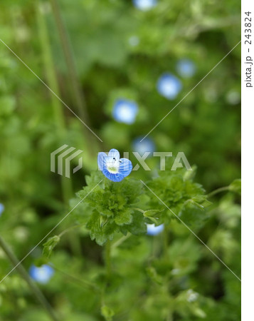 おおいぬのふぐり おおいぬのふぐり 243824