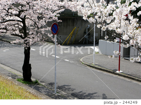 桜のある風景 244249