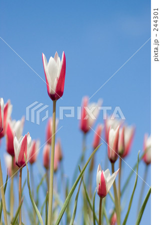 レディチューリップ（縦構図） 244301