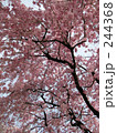 しだれ桜 244368
