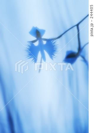 サギソウ 01 244405