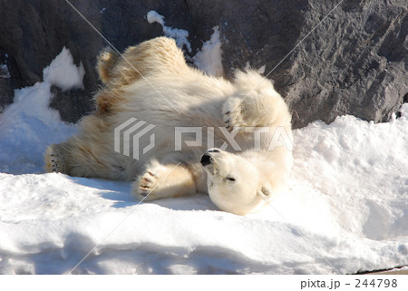 シロクマ 244798