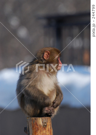 サル 244799