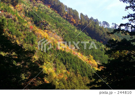 紅葉 244810