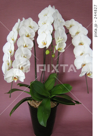 胡蝶蘭　白　３本立て　３本　立　こちょうらん　らん　大輪　ギフト 244827