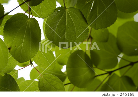木の葉 245169