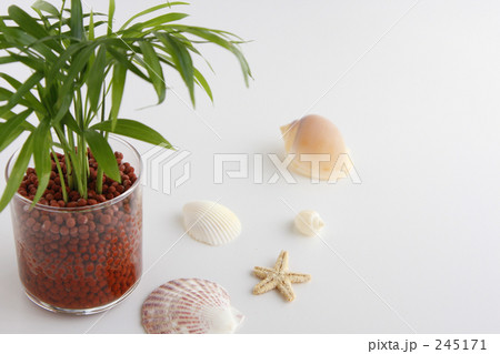 テーブルヤシと貝殻 245171