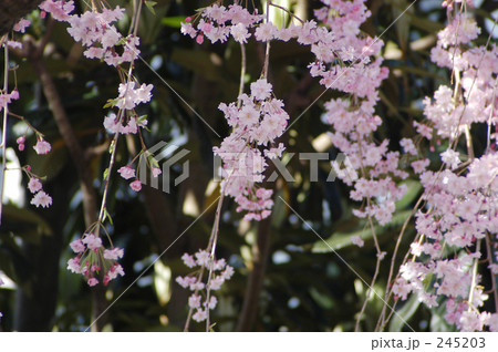 枝垂桜 245203