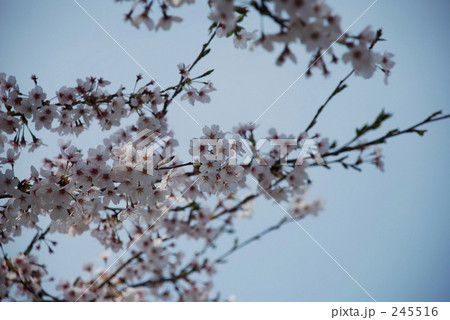さくらと青空 さくらと青空 245516