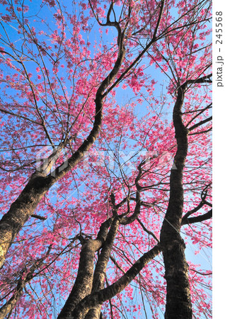 枝垂桜 枝垂桜 245568