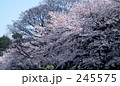 春爛漫 245575
