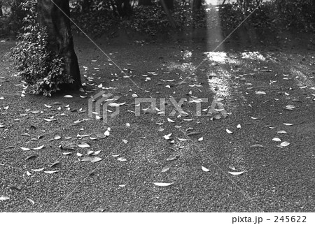 原宿・明治神宮　昭和４７年 245622