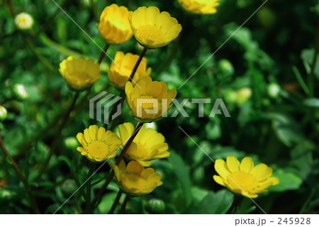 クリサンセマム・ムルチコーレ クリサンセマム・ムルチコーレ 245928