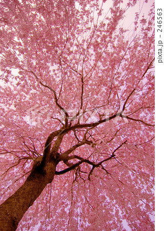 Full-bloomed cherry blossoms 246563