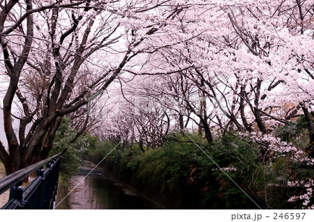 麻生川の春 3 麻生川の春 3 246597