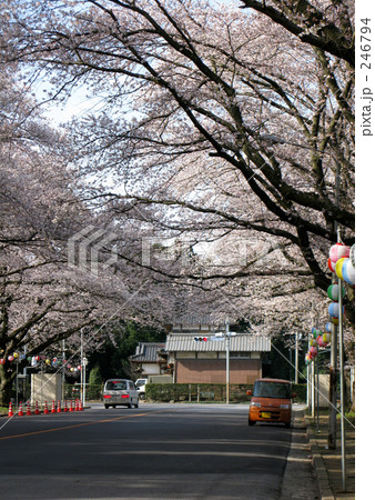 早朝の桜並木 246794