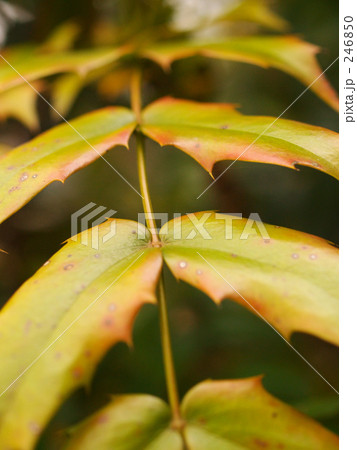 ヒイラギナンテンの葉 246850