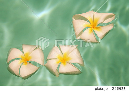 プールにプルメリア 246923